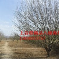 八棱海棠樹之鄉(xiāng) 精品八棱海棠樹