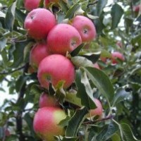 煙臺蘋果樹，蘋果樹2013最新價格