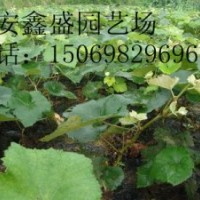 葡萄苗-哪里有葡萄苗？-葡萄苗的價(jià)格