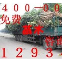 枇杷樹，枇杷樹價(jià)格