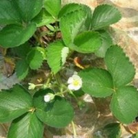 草莓種苗，山東草莓苗，草莓苗供應(yīng)