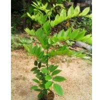 黃花梨 海南黃花梨樹苗價(jià)格 廣西黃花梨苗