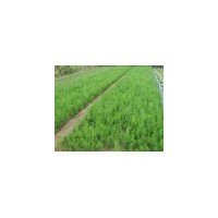 供應(yīng)綠苗木，果樹(shù)苗木