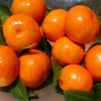 長期供應(yīng)佛手苗、肉桂苗、沙糖桔苗、冰糖桔苗、皇帝柑貢柑苗、巴
