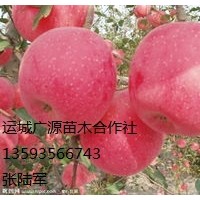 蘋(píng)果出售、早熟蘋(píng)果、價(jià)格優(yōu)惠