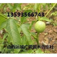 3年生核桃苗出售、價(jià)格優(yōu)惠、貨源充足