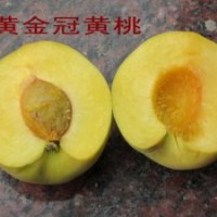 供應黃金冠桃樹苗