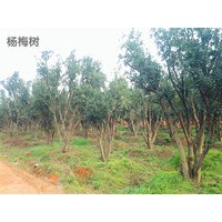 供應移栽楊梅樹