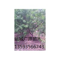 桃樹(shù)出售3-5公分、價(jià)格優(yōu)惠、貨源充足