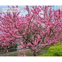 山西桃樹(shù)苗訂購(gòu)電話 歡迎來(lái)電咨詢