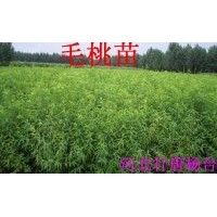 大量出售占地用的桃樹苗，杏樹苗，花椒苗，核桃苗，槐樹苗，綠化