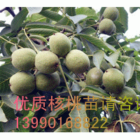 高產核桃苗/高產核桃苗銷售/高產核桃苗價格