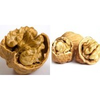 嫁接核桃苗/嫁接核桃苗銷售/嫁接核桃苗價格