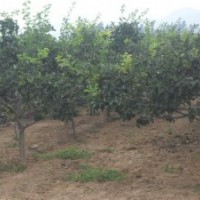 供應(yīng)各種規(guī)格是山楂樹，山杏樹，山桃樹