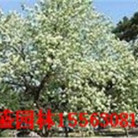 山東杜梨山東棗樹山東紫葉李山東萬盛苗木基地