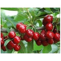 供應(yīng)各種品種規(guī)格櫻桃苗，櫻桃樹