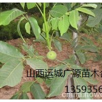 核桃苗出售、大量出售3年生核桃苗、價格優(yōu)惠