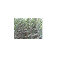 品種蘋果苗/山西蘋果苗/富士蘋果苗/蘋果苗基地100萬株低價出售
