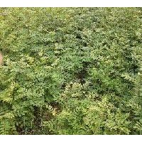 供應(yīng)花椒苗 500萬(wàn)株大紅袍花椒苗
