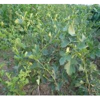 出售山楂樹苗 成品山楂苗價(jià)格