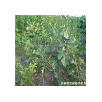 供優(yōu)質(zhì)山楂苗 桃樹苗 梨樹苗