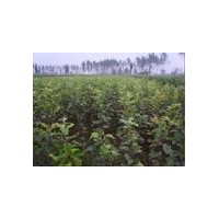 蘋果苗 煙富蘋果苗 寒富蘋果苗 供應(yīng)蘋果苗