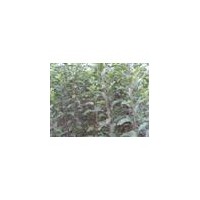 蘋果苗 品種蘋果苗 蘋果苗價(jià)格 蘋果苗低價(jià)出售