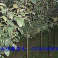 長(zhǎng)壽果樹(shù)苗，自產(chǎn)自銷(xiāo)