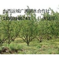 山楂樹出售、5-8公分山楂樹大量低價供應