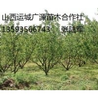 杏樹出售、5、6、7公分杏樹大量低價供應