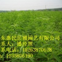供應(yīng)山東泰安桃樹苗 當(dāng)年小苗 0.6-5公分