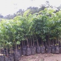 大量供應(yīng)黃花梨樹苗