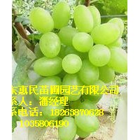 供應(yīng)山東當(dāng)年葡萄苗 0.5-2公分 自家種植