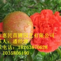 供應(yīng)山東泰安石榴樹苗 自家苗圃基地 0.5-4公分
