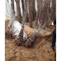 河北省贊皇縣大量供應(yīng)櫻桃苗、核桃苗等