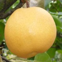 熊岳梨苗