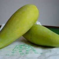供應(yīng)芒果苗 漢塘基地 實生苗 臺農(nóng) 一號 金煌芒等