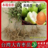 供應(yīng)蜜絲棗 臺灣大青棗 高朗一號 果又大又甜