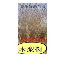 木梨樹，木梨小苗，木梨種子