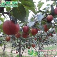 奇紅早酥梨 紅梨小苗供應批發(fā)采購|江西綠農(nóng)發(fā)展有限公司