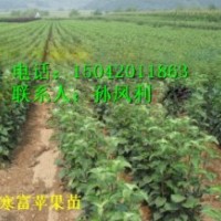 兩刀寒富蘋果苗、矮化寒富蘋果苗