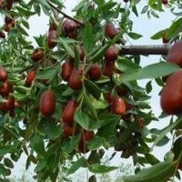 苗木棗樹(shù)苗 ，根生棗樹(shù)苗，棗樹(shù)實(shí)生苗，嫁接棗樹(shù)苗，棗樹(shù)成品苗