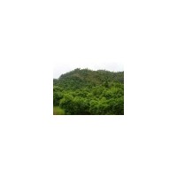 各種規(guī)格精品楊梅樹兩萬株，香樟一萬株，四川紅花紫薇，羅漢松，