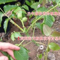 海天香玲核桃苗，嫁接核桃苗，新品種核桃苗批發(fā)
