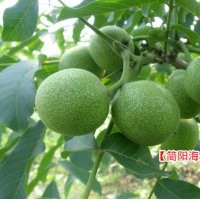 香玲薄殼核桃苗，成都核桃苗，紙皮核桃苗到海天苗圃