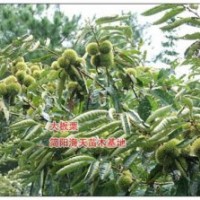 板栗苗如何培育，板栗子苗多少錢
