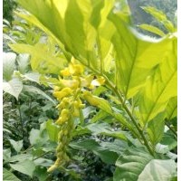 福建哪里有黃花倒水蓮苗|福建哪有黃花倒水蓮苗|福建黃花倒水蓮