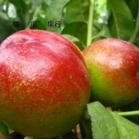 寧夏桃樹苗