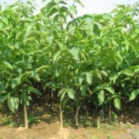 核桃苗大量出售、大量低價(jià)核桃苗優(yōu)惠供應(yīng)