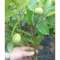 清香核桃苗供應|遼系核桃苗價格|香玲核桃苗山西供應商